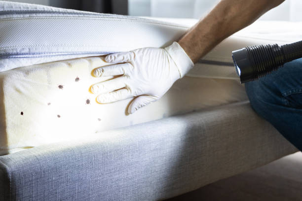 Best Flea Control Services  in Blaine, TN